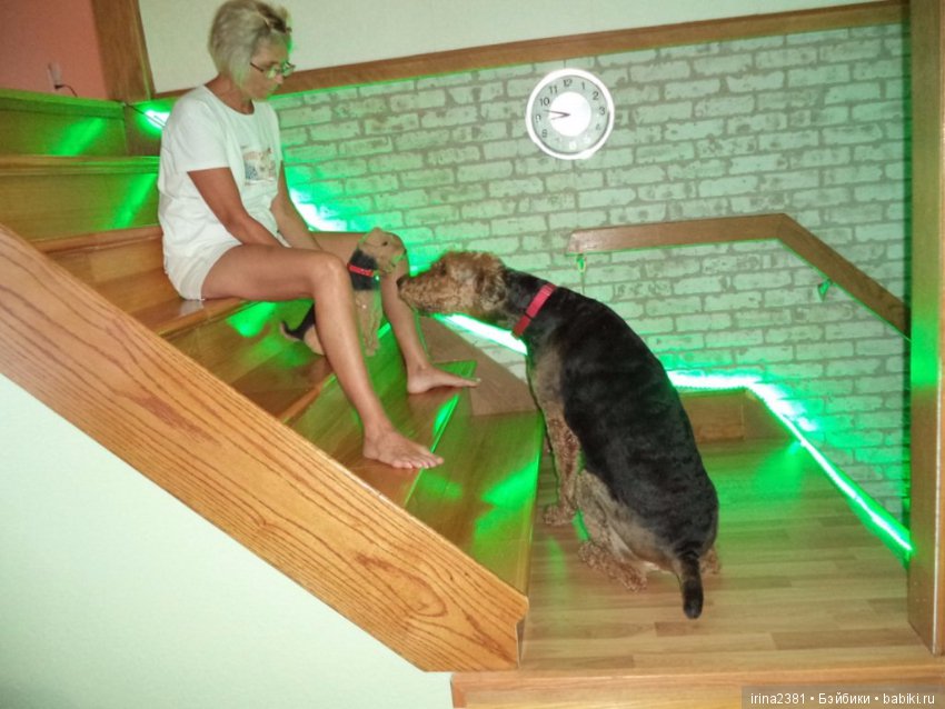 Эрдельтерьер Джеймс — Валяные игрушки из шерсти: сухое валяние (фото 6)