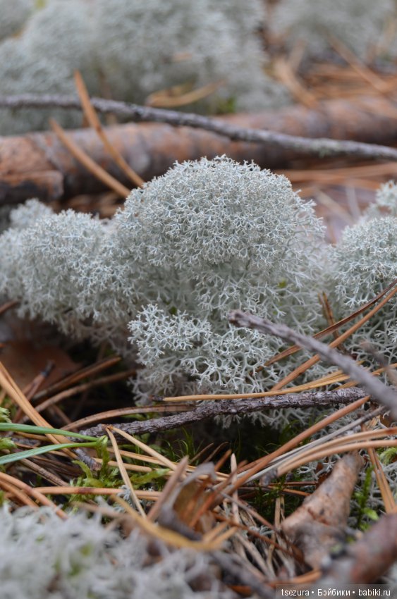 Макромир северного бора — Туризм и путешествия: фотоотчеты из поездок (фото 2)