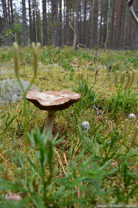 Макромир северного бора — Туризм и путешествия: фотоотчеты из поездок (фото 5)