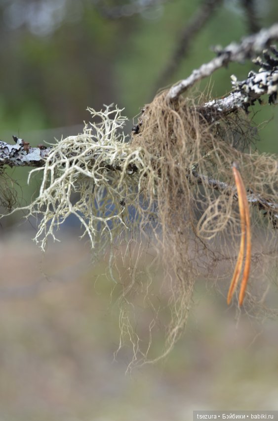 Макромир северного бора — Туризм и путешествия: фотоотчеты из поездок (фото 8)