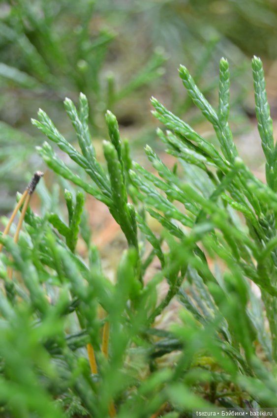 Макромир северного бора — Туризм и путешествия: фотоотчеты из поездок (фото 4)