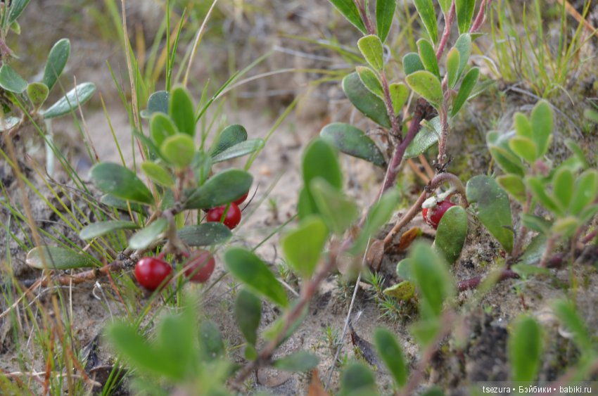 Макромир северного бора — Туризм и путешествия: фотоотчеты из поездок