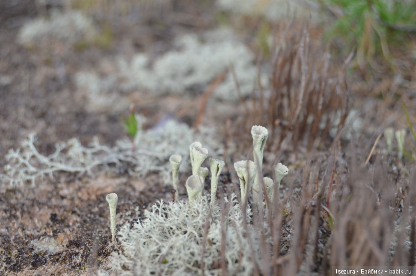 Макромир северного бора — Туризм и путешествия: фотоотчеты из поездок (фото 10)