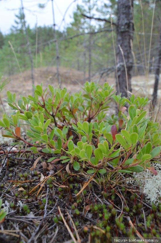 Макромир северного бора — Туризм и путешествия: фотоотчеты из поездок (фото 7)