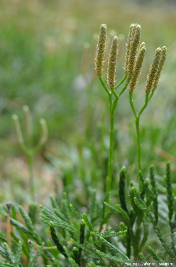 Макромир северного бора — Туризм и путешествия: фотоотчеты из поездок (фото 3)