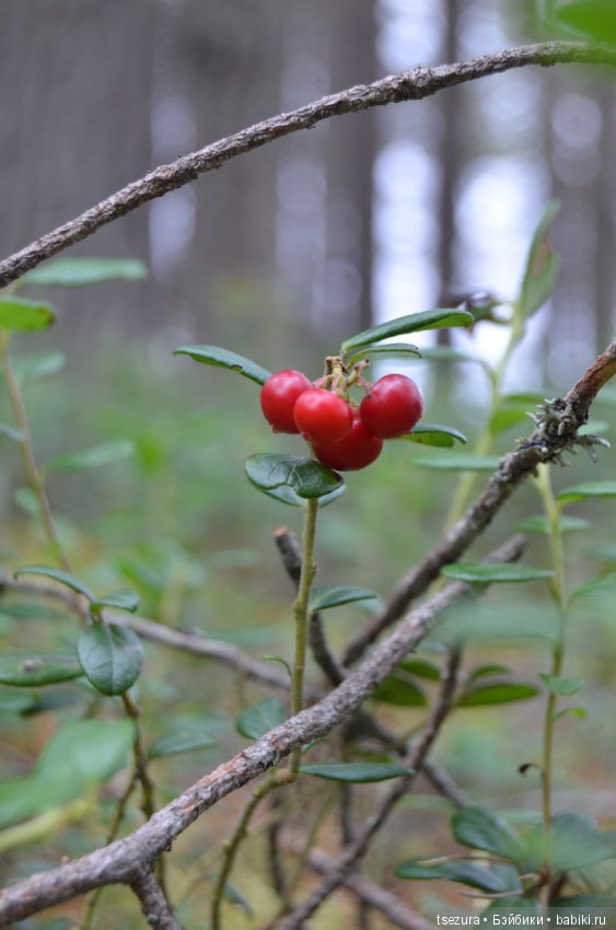Макромир северного бора — Туризм и путешествия: фотоотчеты из поездок