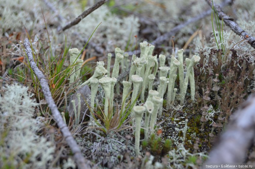 Макромир северного бора — Туризм и путешествия: фотоотчеты из поездок (фото 9)