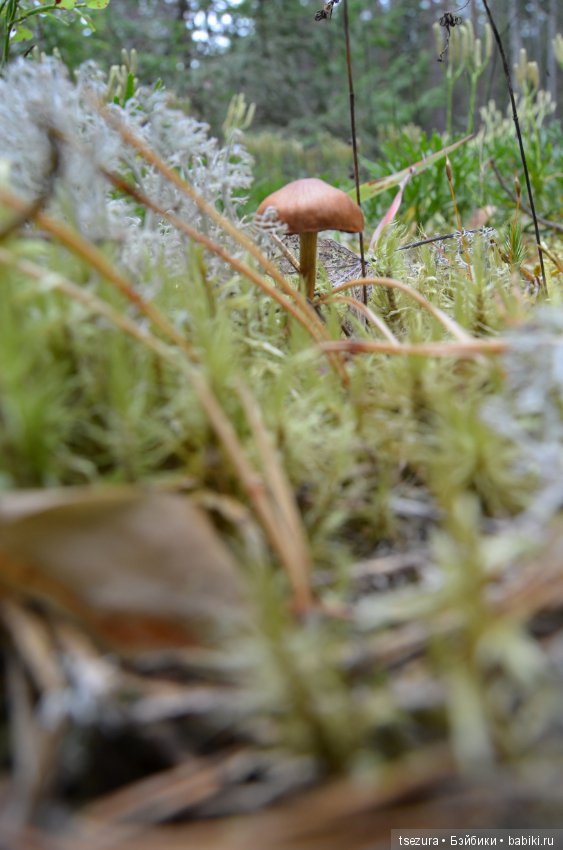 Макромир северного бора — Туризм и путешествия: фотоотчеты из поездок (фото 6)