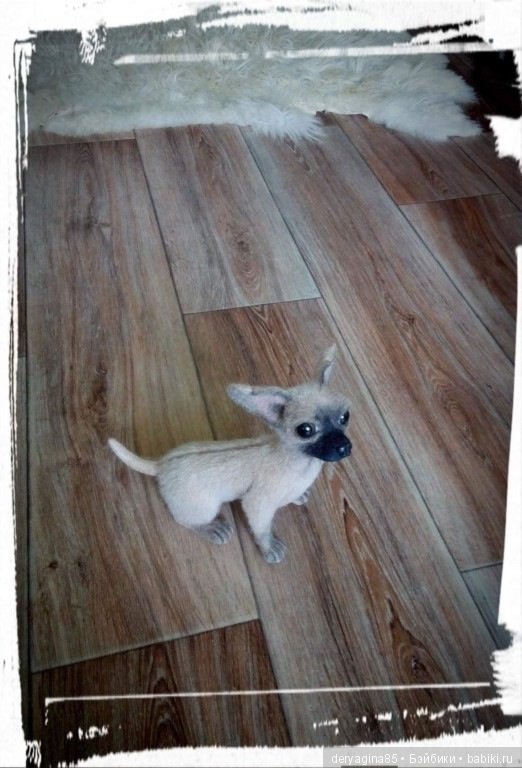 Чихуашка Ляля — Валяные игрушки из шерсти: сухое валяние (фото 7)