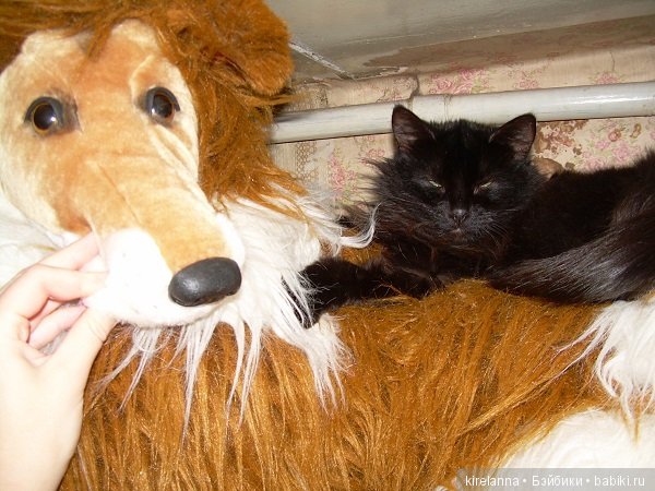 Франта, которая Моя Кошка (фото 3)