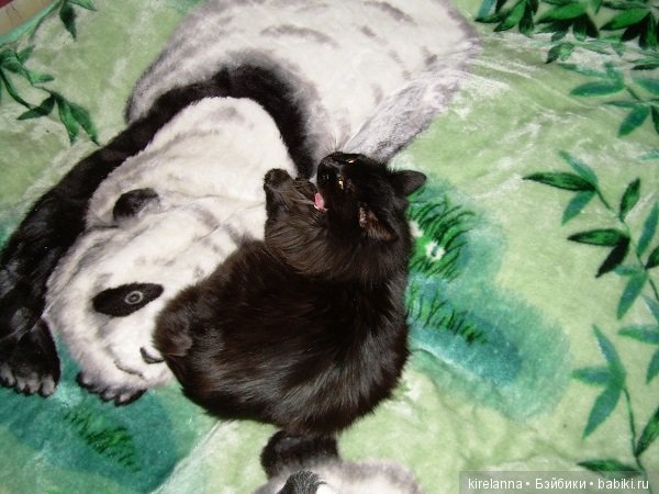 Франта, которая Моя Кошка (фото 2)