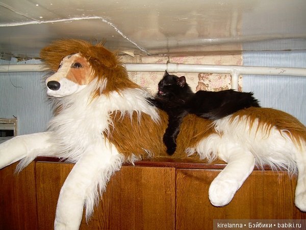 Франта, которая Моя Кошка (фото 4)