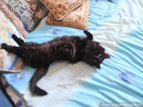 Франта, которая Моя Кошка (фото 8)