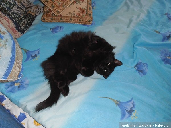 Франта, которая Моя Кошка (фото 10)