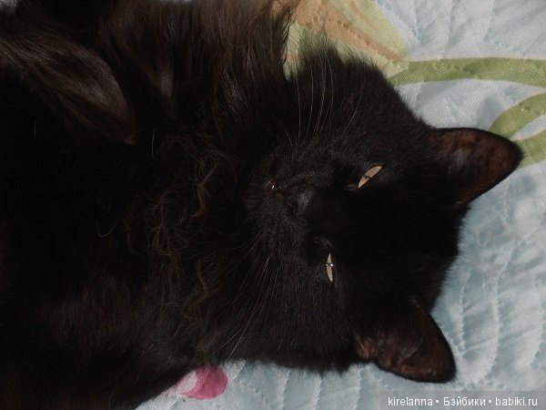 Франта, которая Моя Кошка