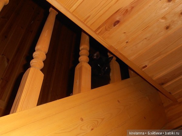 Франта, которая Моя Кошка