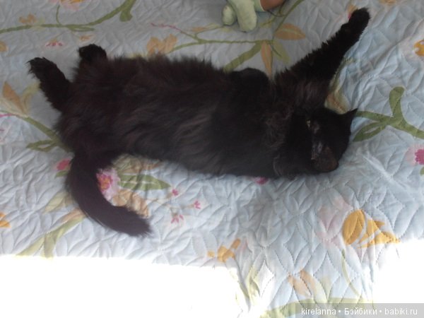 Франта, которая Моя Кошка (фото 7)