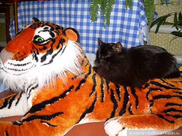 Франта, которая Моя Кошка (фото 5)