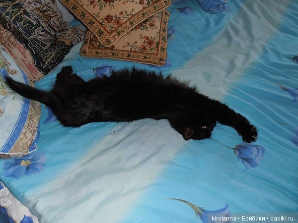 Франта, которая Моя Кошка (фото 9)