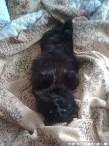 Франта, которая Моя Кошка