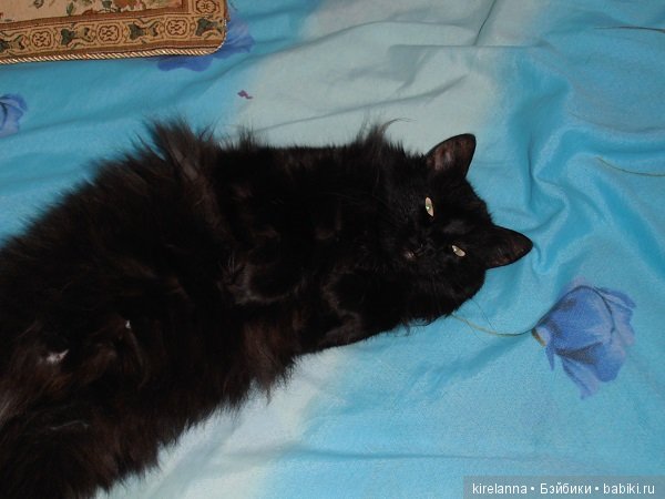 Франта, которая Моя Кошка