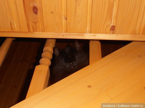 Франта, которая Моя Кошка