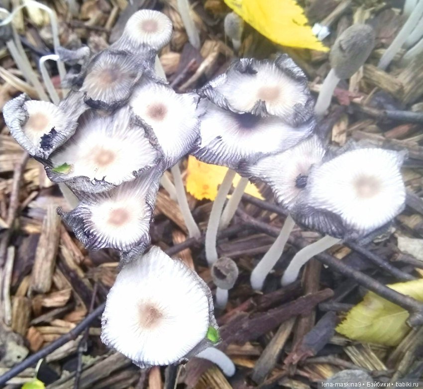 Осень, тёплые деньки. Парк, День города. Марселька (Антикварная куколка) на природе (фото 4)