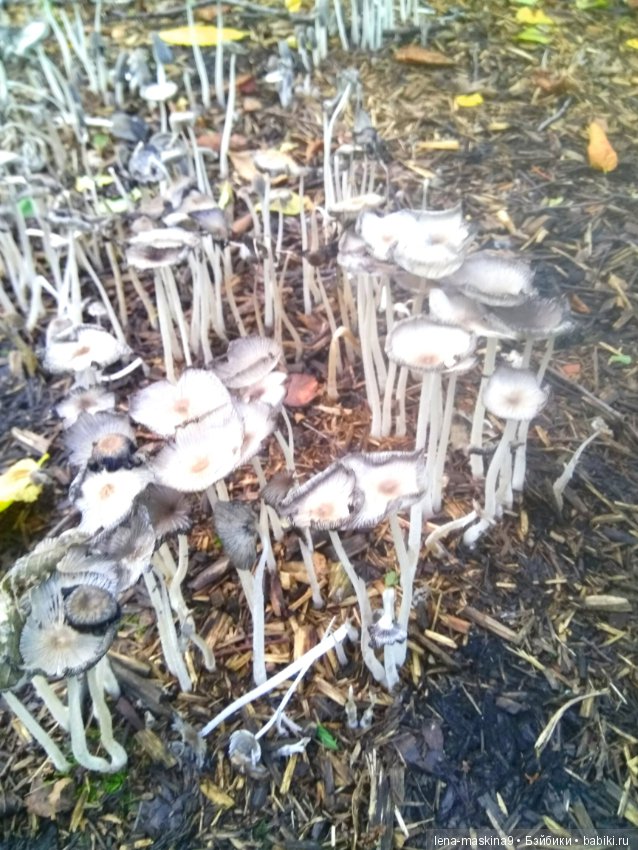 Осень, тёплые деньки. Парк, День города. Марселька (Антикварная куколка) на природе (фото 5)