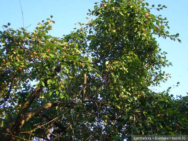 Наши куклы Studio Milim на московской кукловстрече (фото 3)