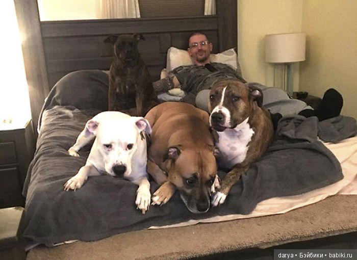 Игровая площадка с бассейном для собак