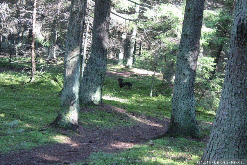 Кошечка красавица — Домашние фото авторских игрушек: Тедди