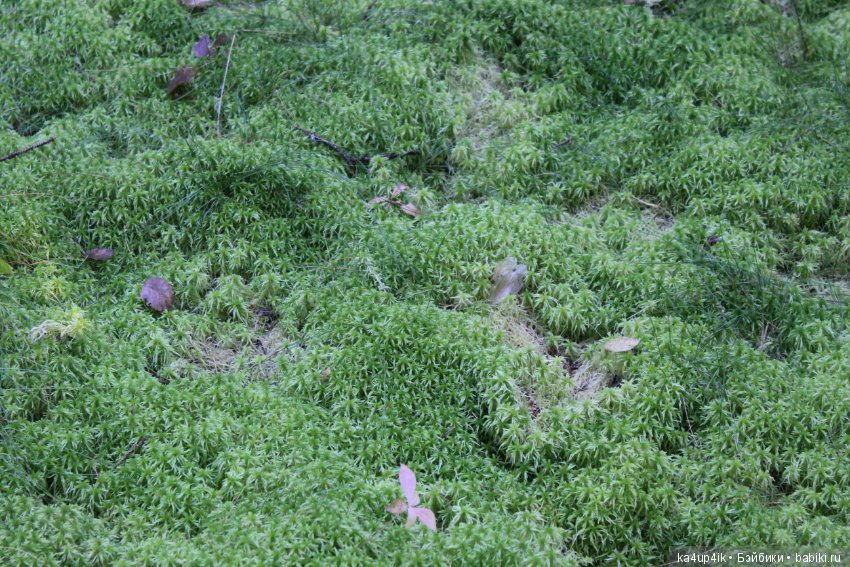 Кошечка красавица — Домашние фото авторских игрушек: Тедди