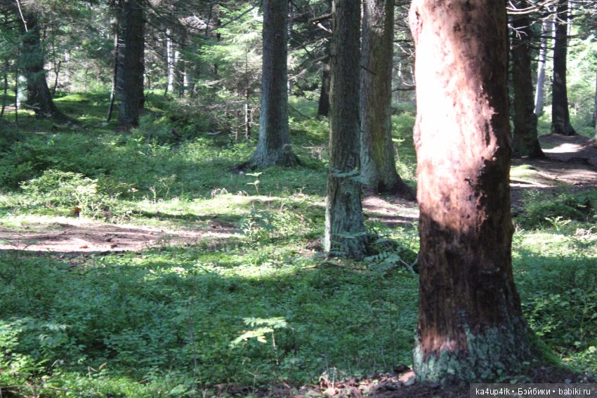 Кошечка красавица — Домашние фото авторских игрушек: Тедди (фото 5)