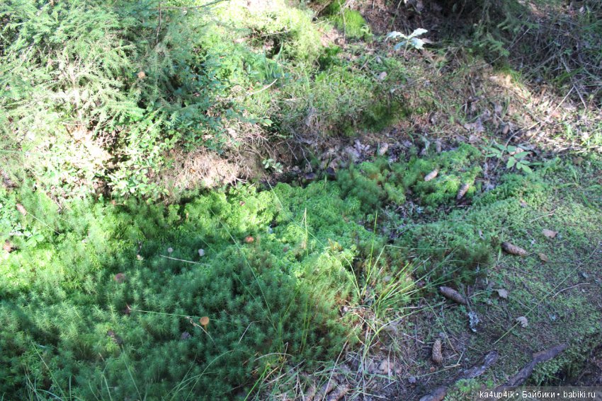 Кошечка красавица — Домашние фото авторских игрушек: Тедди