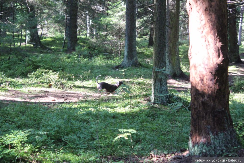 Кошечка красавица — Домашние фото авторских игрушек: Тедди (фото 4)