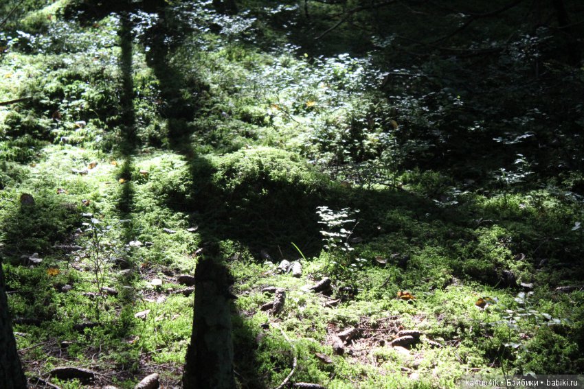 Кошечка красавица — Домашние фото авторских игрушек: Тедди