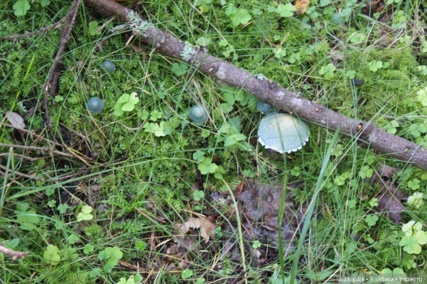 Кошечка красавица — Домашние фото авторских игрушек: Тедди