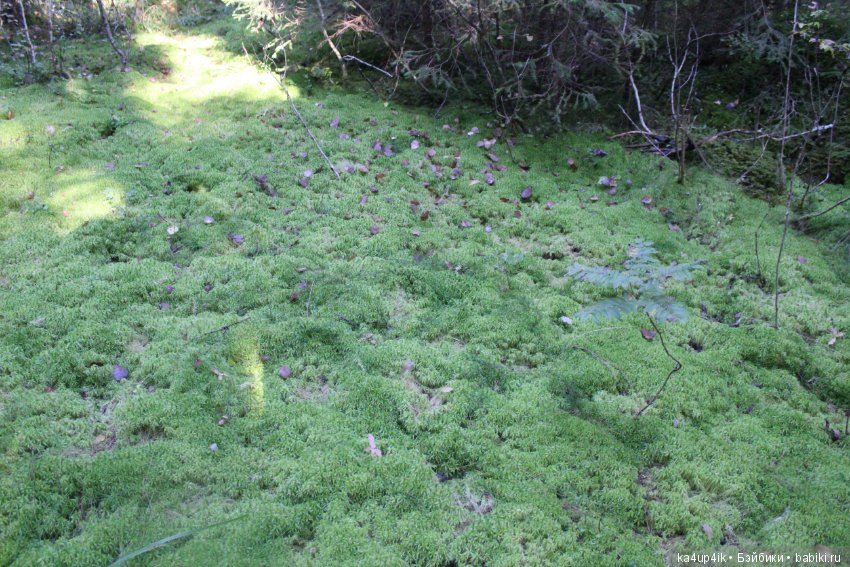 Кошечка красавица — Домашние фото авторских игрушек: Тедди