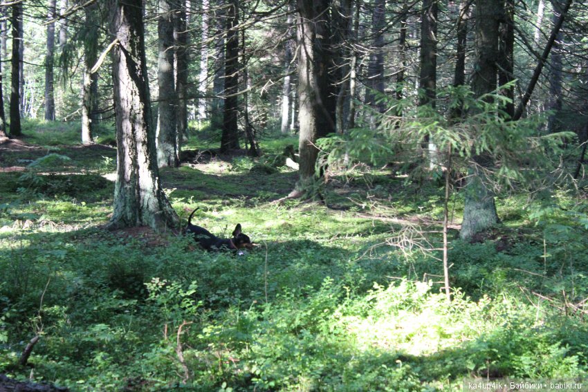 Кошечка красавица — Домашние фото авторских игрушек: Тедди (фото 6)