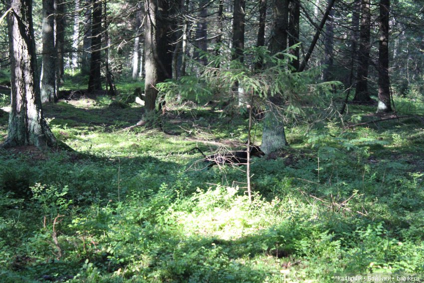 Кошечка красавица — Домашние фото авторских игрушек: Тедди (фото 8)