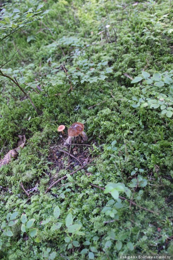 Кошечка красавица — Домашние фото авторских игрушек: Тедди