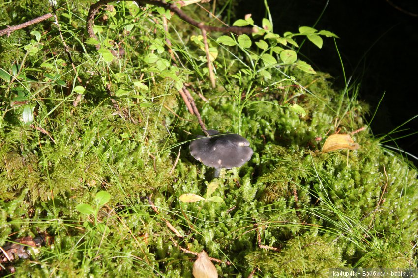 Кошечка красавица — Домашние фото авторских игрушек: Тедди