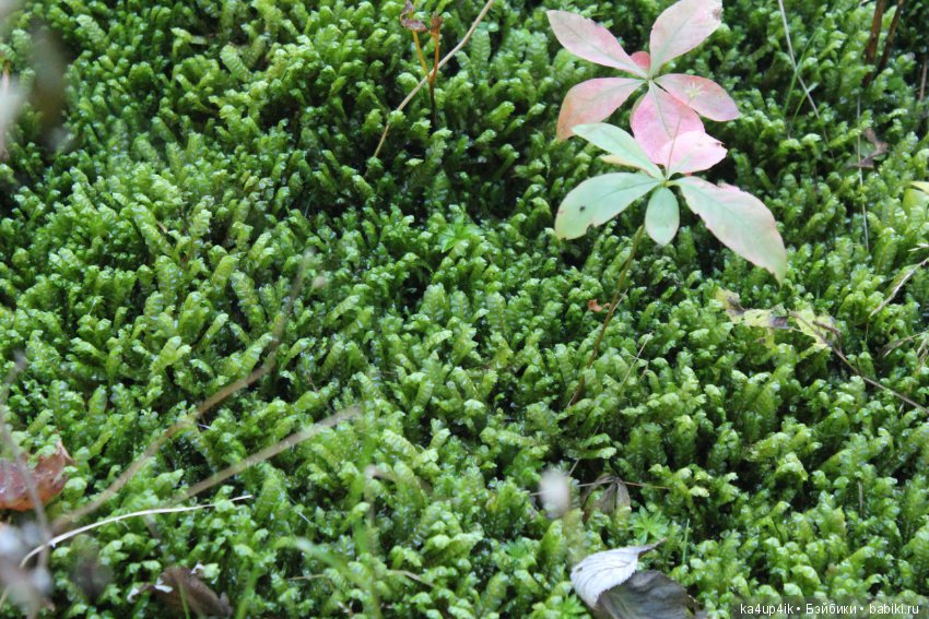 Кошечка красавица — Домашние фото авторских игрушек: Тедди