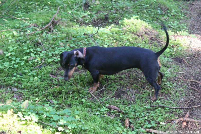 Кошечка красавица — Домашние фото авторских игрушек: Тедди