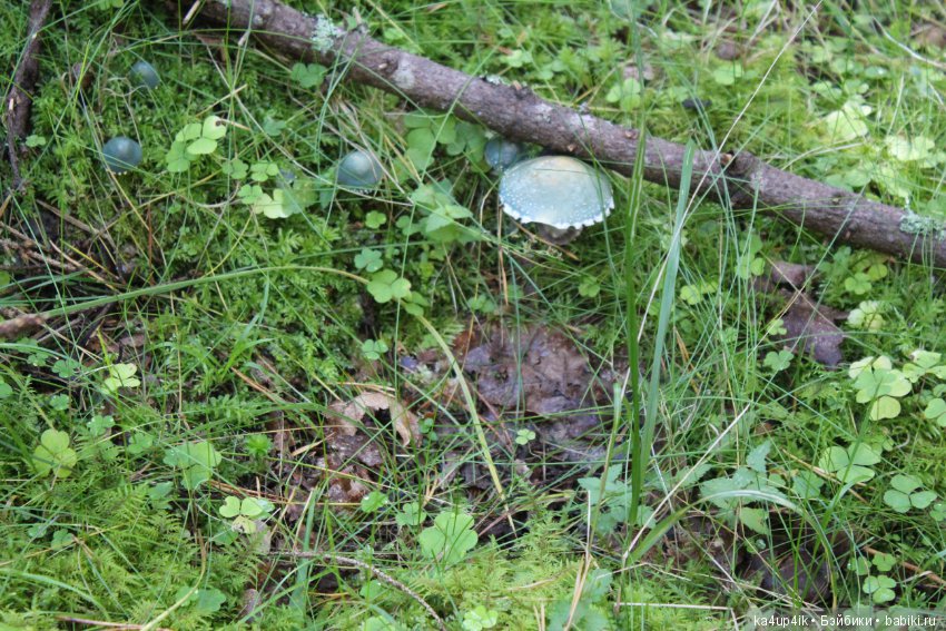 Кошечка красавица — Домашние фото авторских игрушек: Тедди