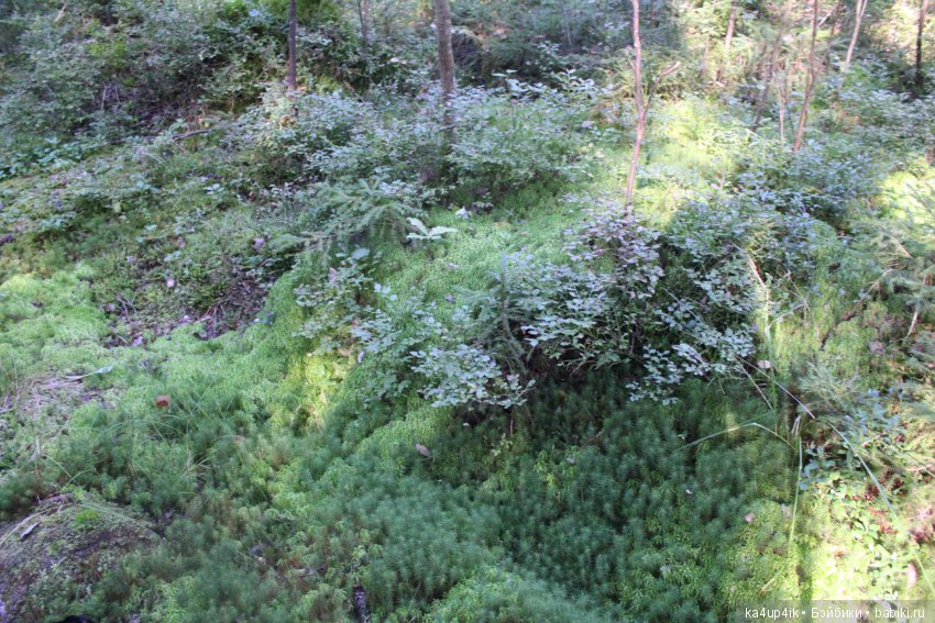 Кошечка красавица — Домашние фото авторских игрушек: Тедди