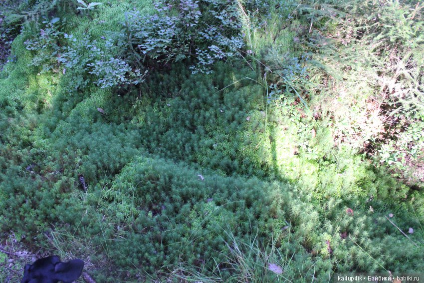 Кошечка красавица — Домашние фото авторских игрушек: Тедди