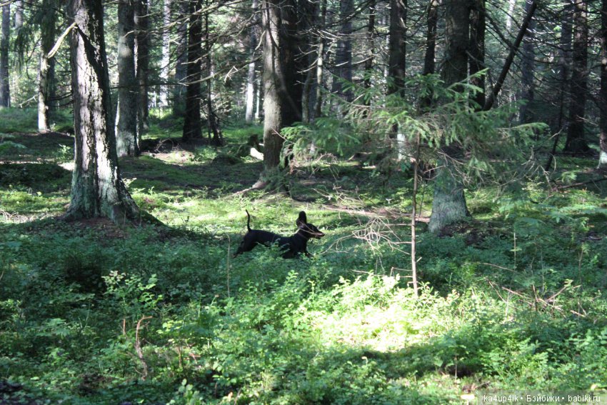 Кошечка красавица — Домашние фото авторских игрушек: Тедди (фото 7)