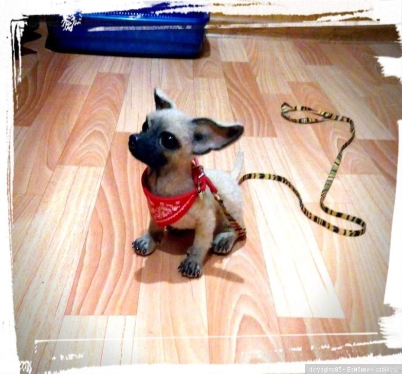 Чихуа — Валяные игрушки из шерсти: сухое валяние (фото 5)