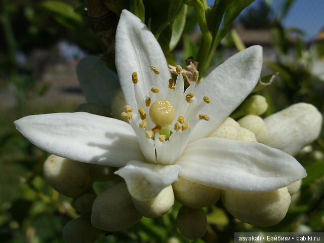Куколки-невесты — Редкие антикварные куклы и реплики: воск
